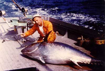 524 lb tuna